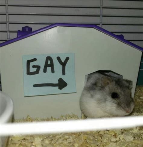 gay hamster porn